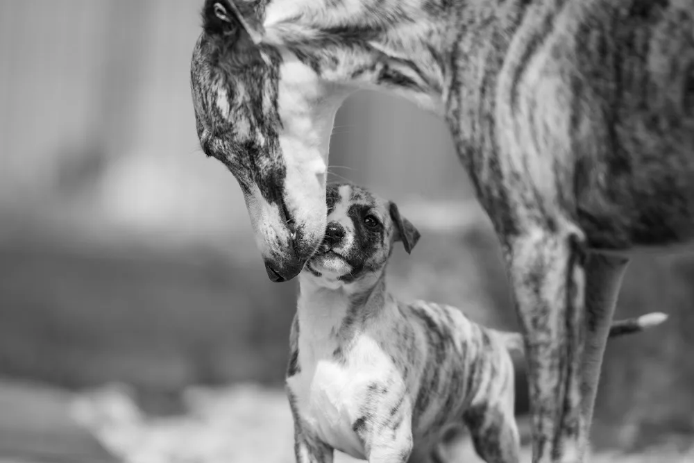 WHIPPET KENNEL ZARYA - Karlovarský kraj pet otel görseli 2