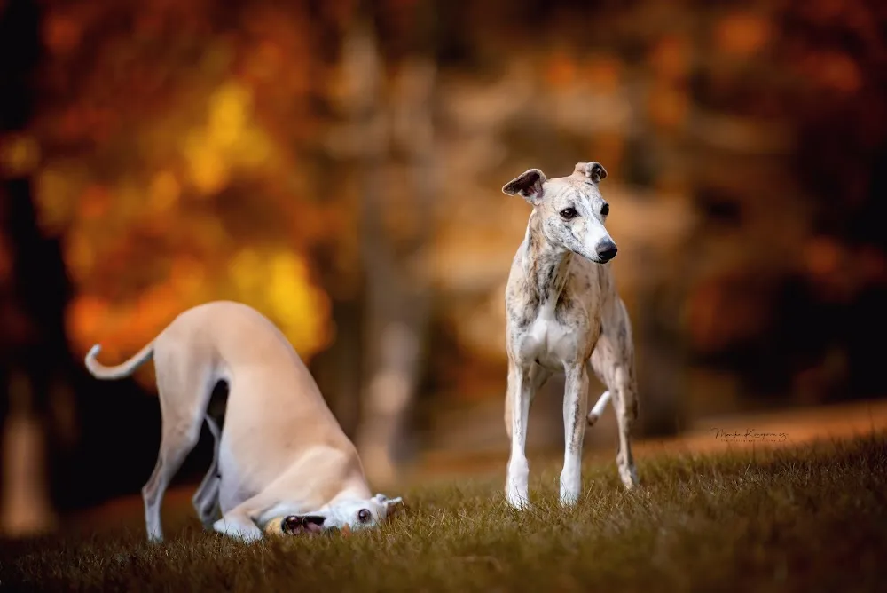 WHIPPET KENNEL ZARYA - Karlovarský kraj pet otel görseli 3