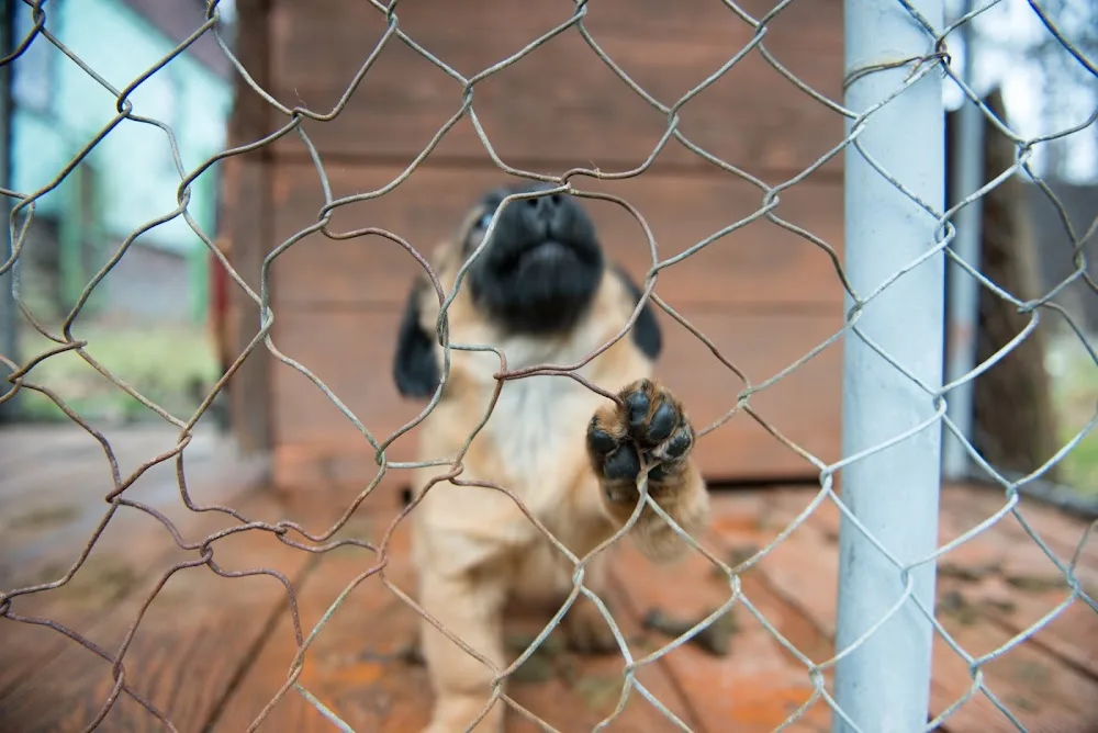 Dog Shelter Orlova - Karviná pet otel