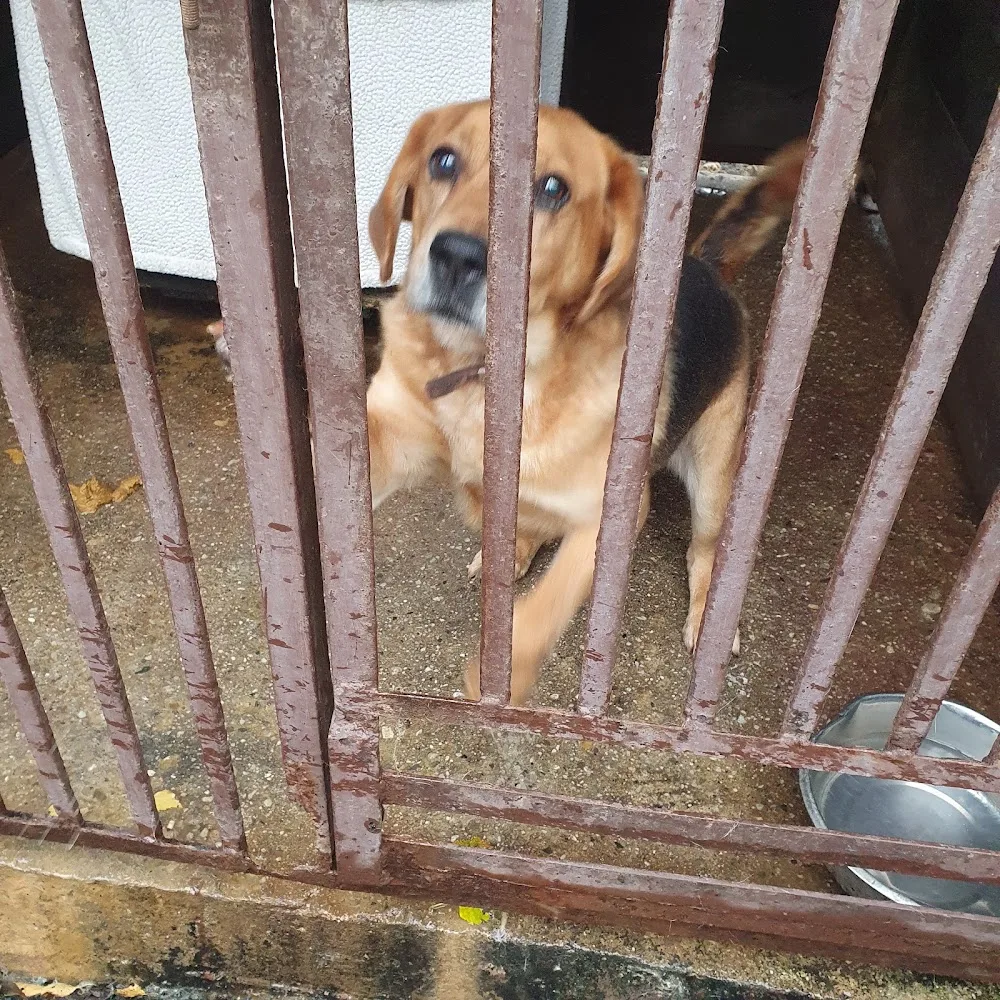 Dog Shelter Orlova - Karviná pet otel görseli 3