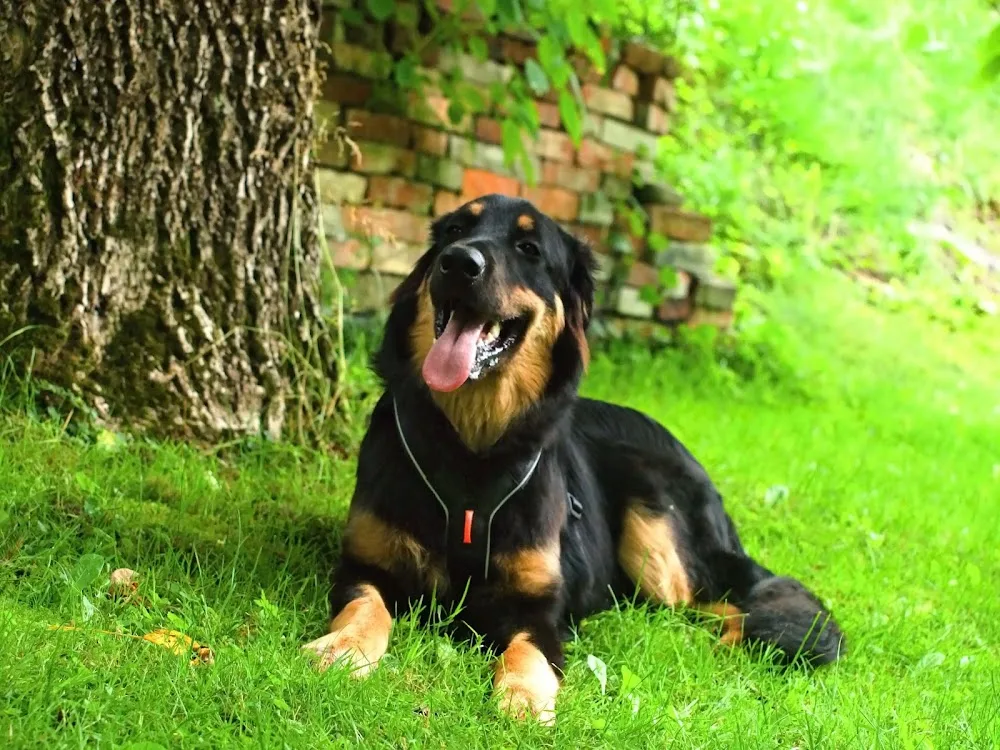 Doghouse • psí hotel a psí školka (denní hlídání) - Karviná pet otel görseli 7