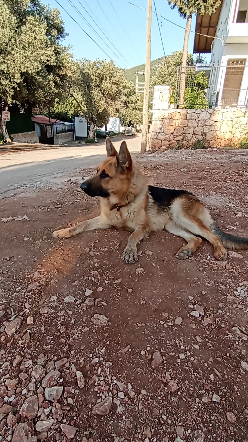 Kas Dog Sitter - Kaş pet otel