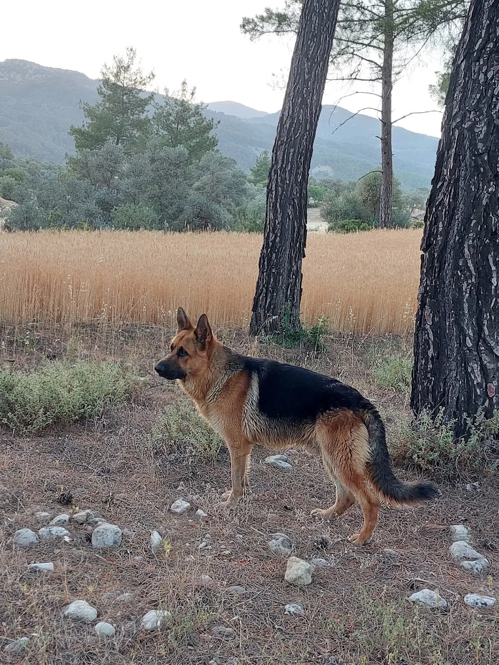 Kas Dog Sitter - Kaş pet otel görseli 3