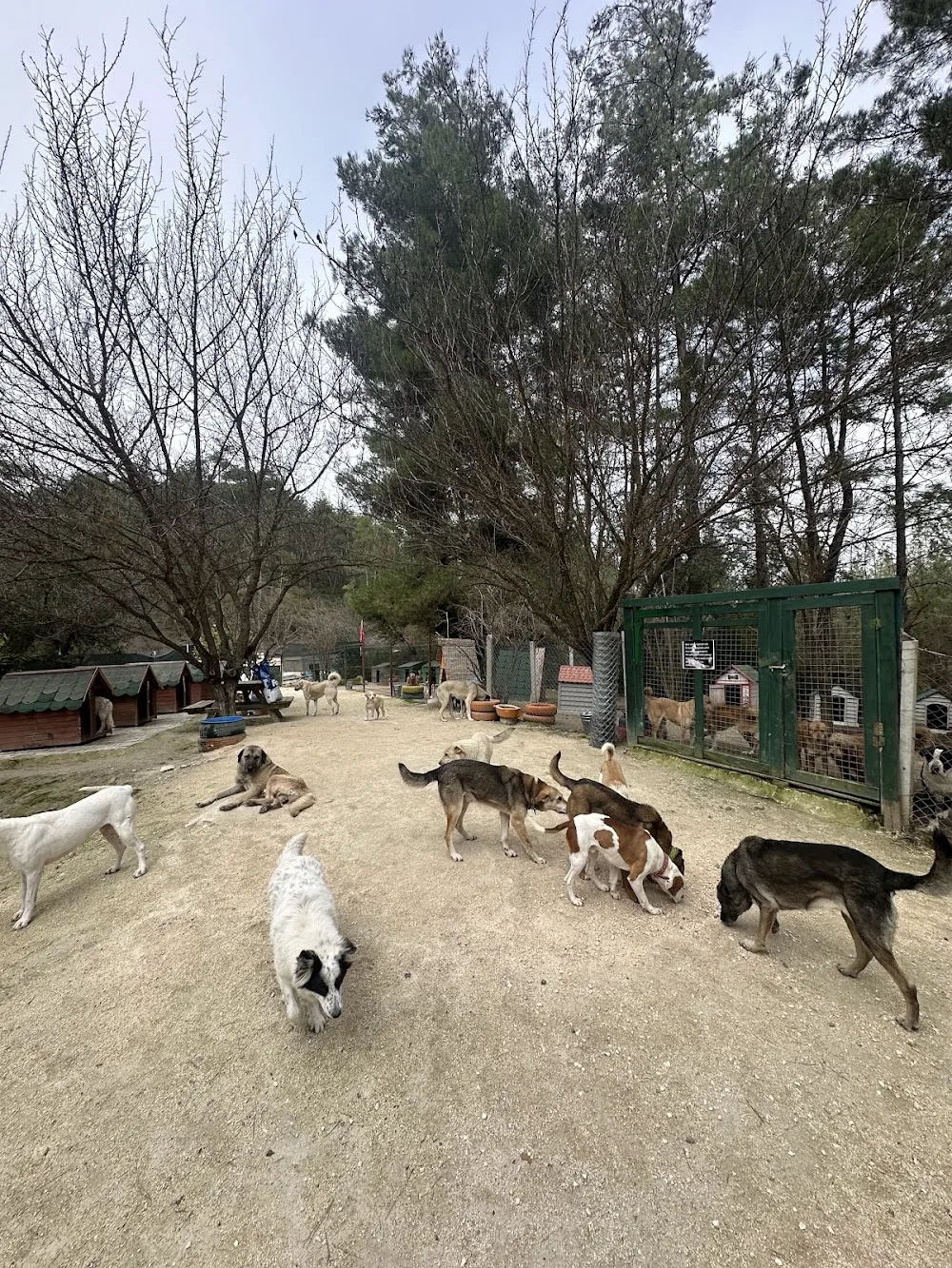 Kaş Köpek Oteli - Kaş pet otel görseli 2