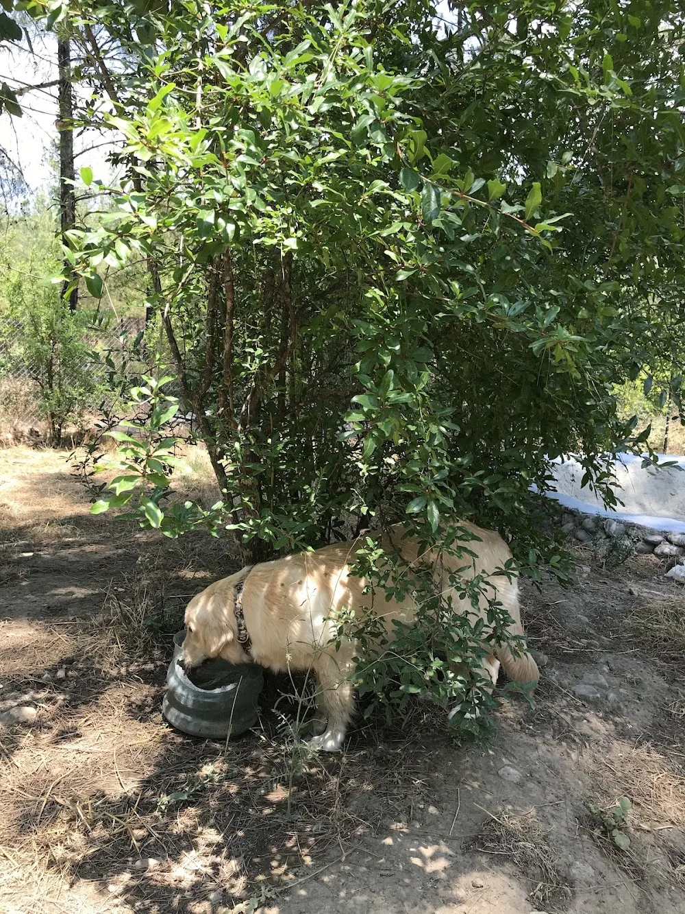 Kaş Köpek Oteli - Kaş pet otel görseli 3