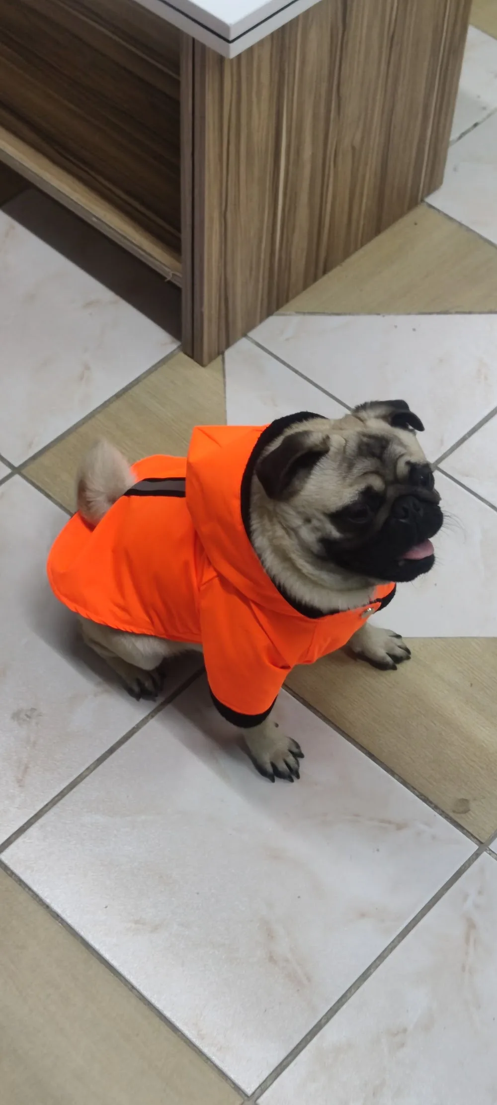 Pet House Veteriner Kliniği - Kastamonu pet otel görseli 2