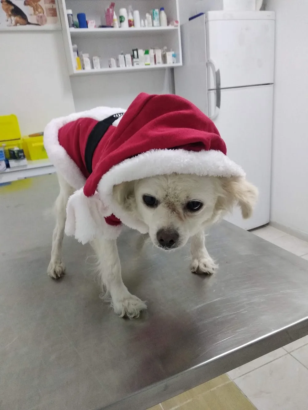 Pet House Veteriner Kliniği - Kastamonu pet otel görseli 3