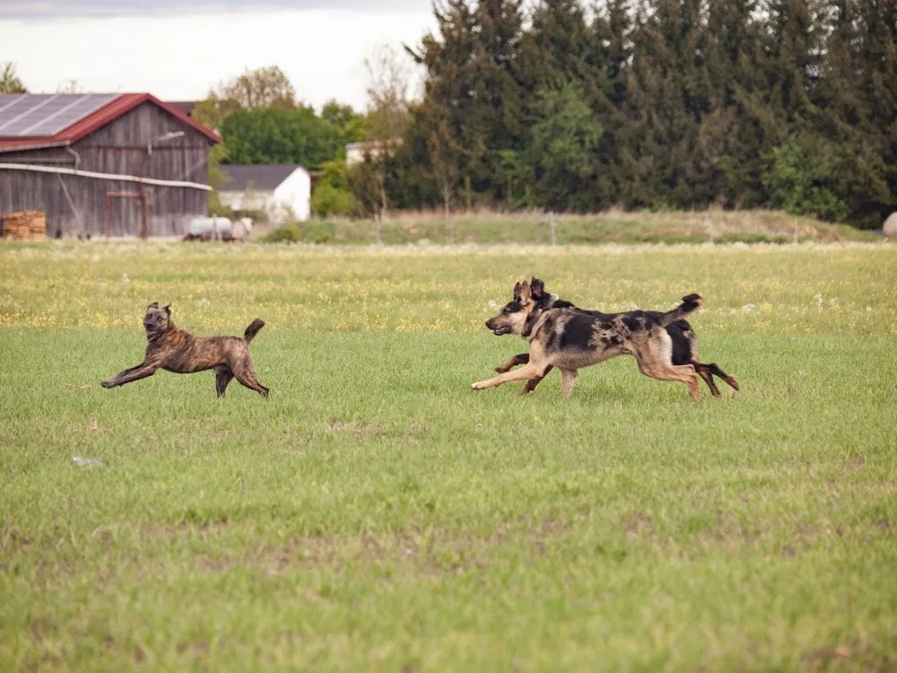 Rudelstark Pension & Training - Kaufering pet otel görseli 3