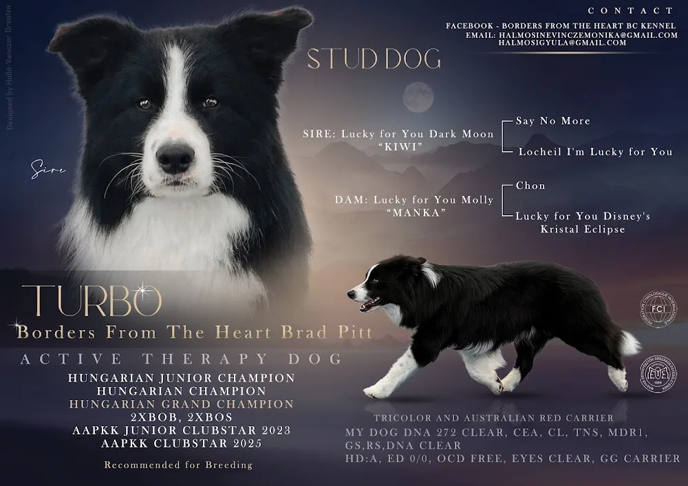 Borders From The Heart Border Collie Kennel - Kecskemét pet otel