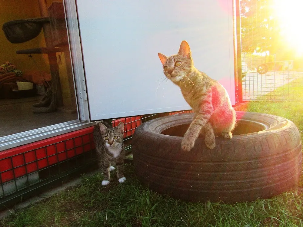 Cat-O-Lodge Cicapanzió és Cicanapközi Szentendre - Kecskemét pet otel görseli 3