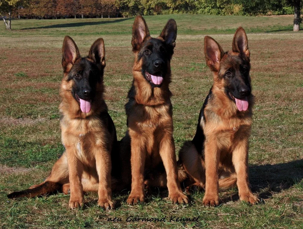 neu Garmond kennel - Kecskemét pet otel