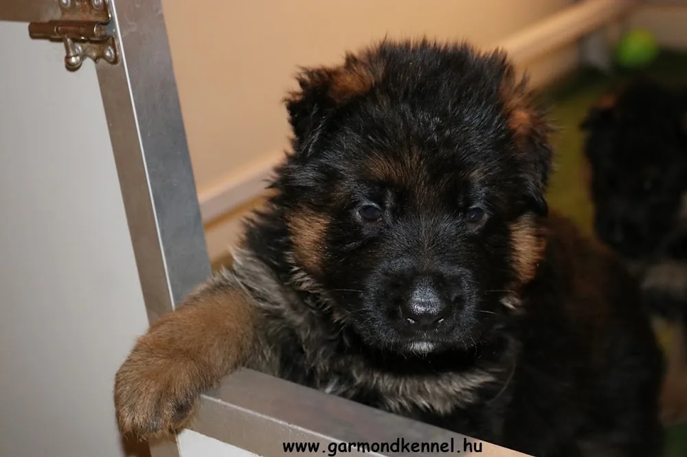 neu Garmond kennel - Kecskemét pet otel görseli 3