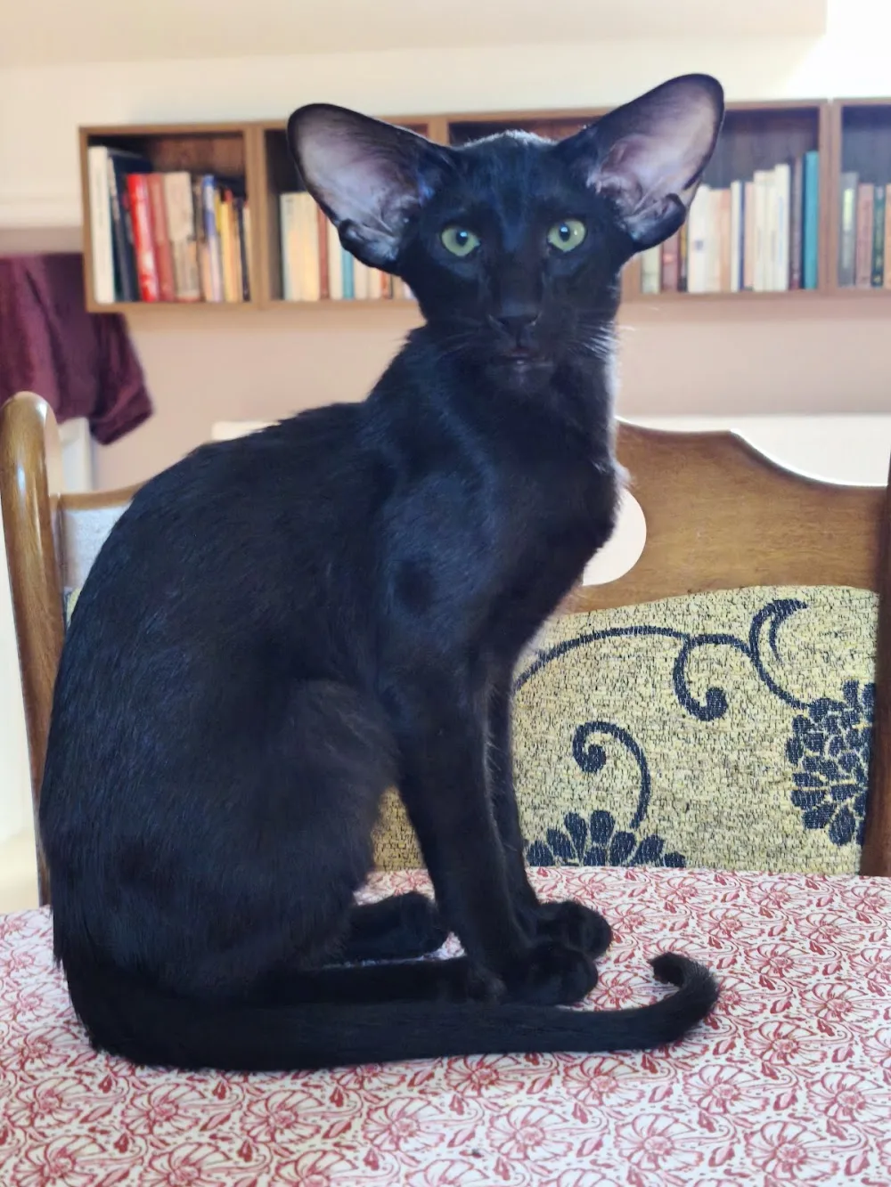 Okonor Cattery - Kecskemét pet otel