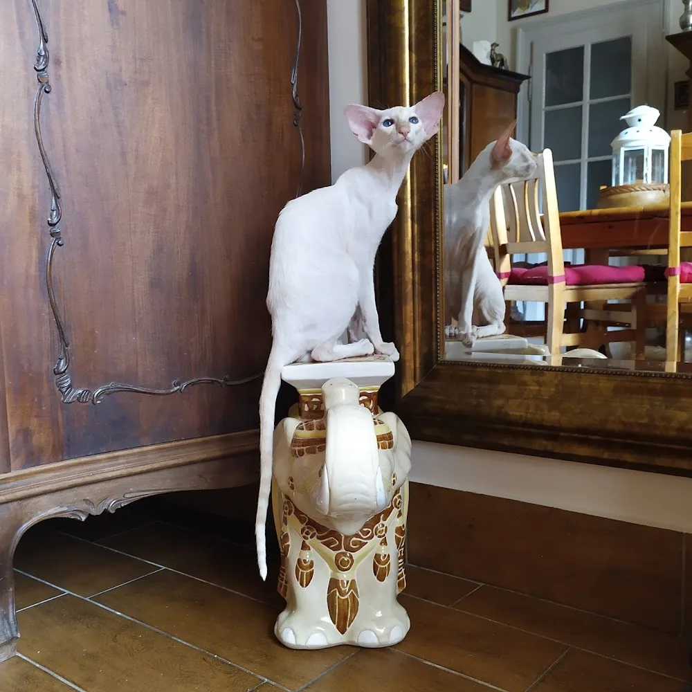 Okonor Cattery - Kecskemét pet otel görseli 3
