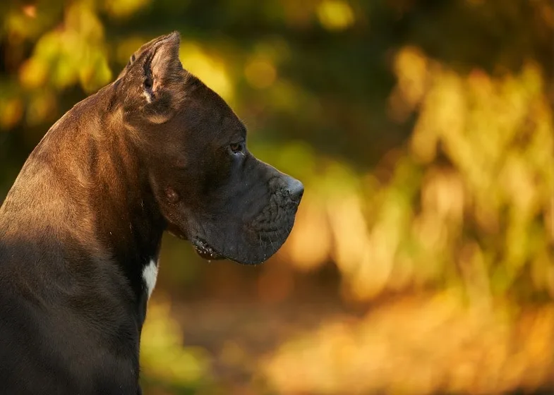 Stella Luminosa Cane Corso Kennel - Kecskemét pet otel görseli 2