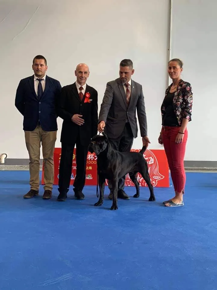 Stella Luminosa Cane Corso Kennel - Kecskemét pet otel görseli 3