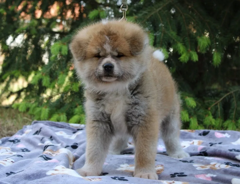 Tsuki Murasaki Japán akita kennel - Kecskemét pet otel