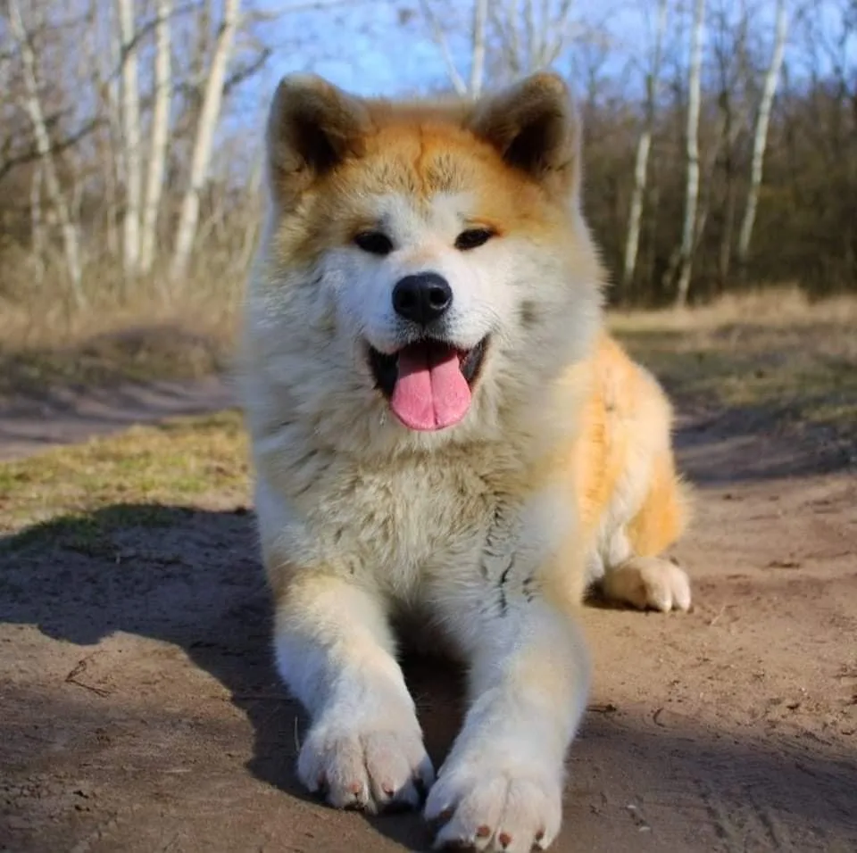 Tsuki Murasaki Japán akita kennel - Kecskemét pet otel görseli 3