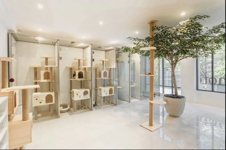 Kedi bakım ve pansiyon konaklama - Istanbul pet otel görseli 3