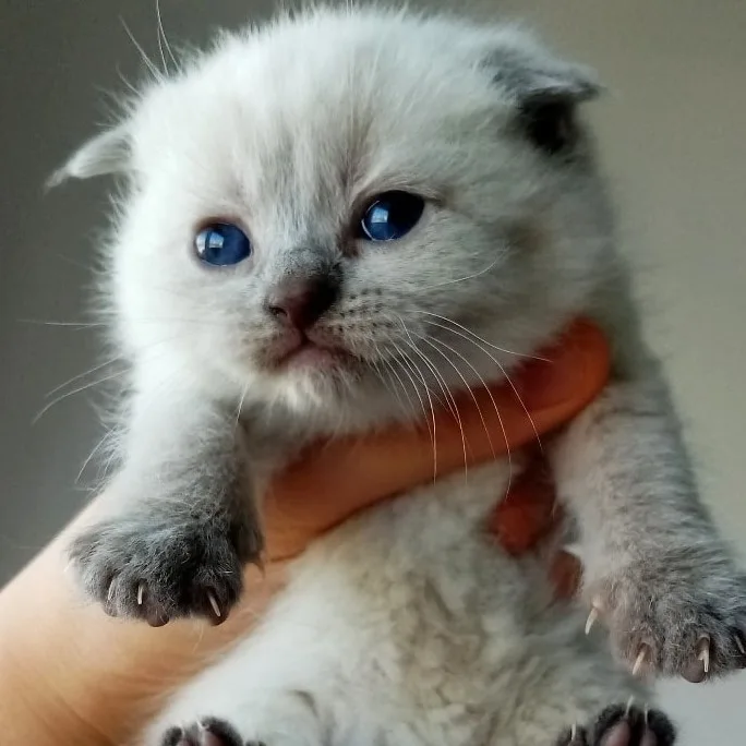 Kedi bakım ve pansiyon konaklama - Istanbul pet otel görseli 5