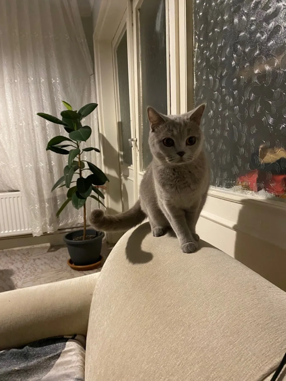 KEDİ EV OTELİ - Ankara pet otel görseli 2