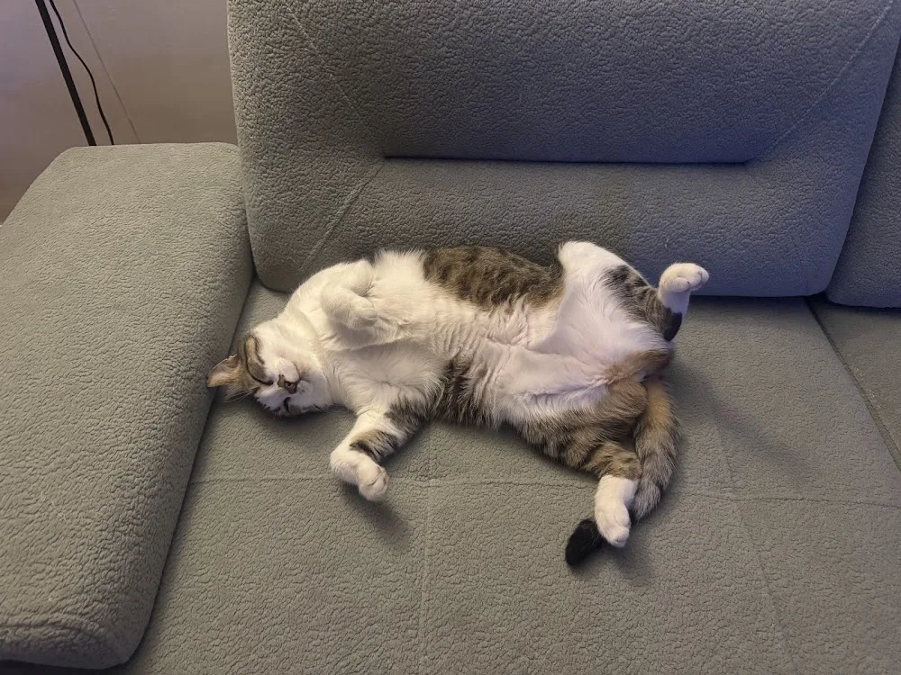 Kedi köpek misafir evi - Izmir pet otel
