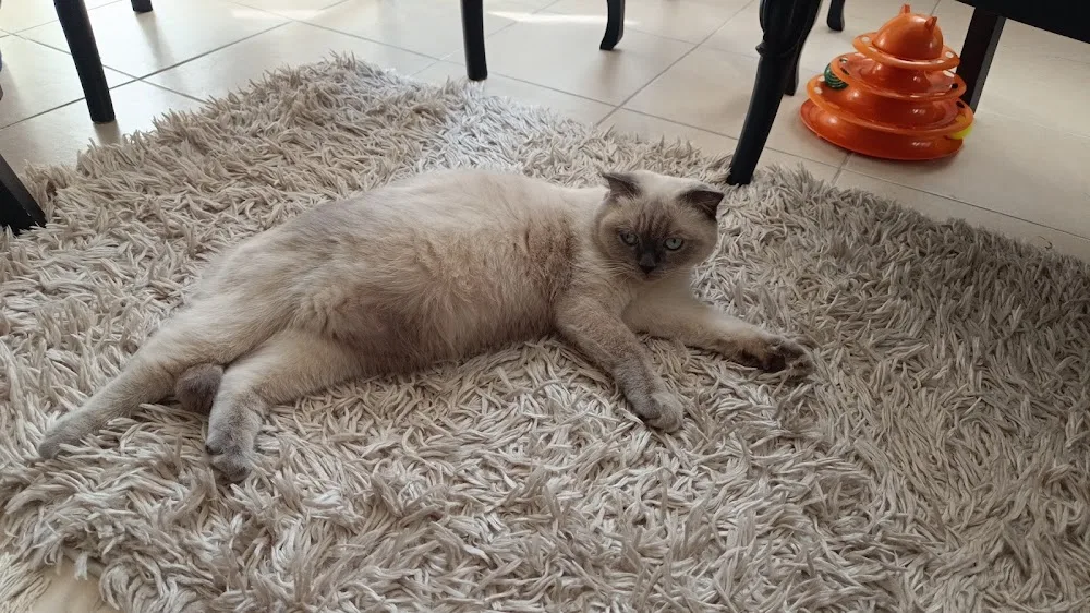 Kedi oteli, kedi pansiyon, kedi konaklama - Adana pet otel görseli 2