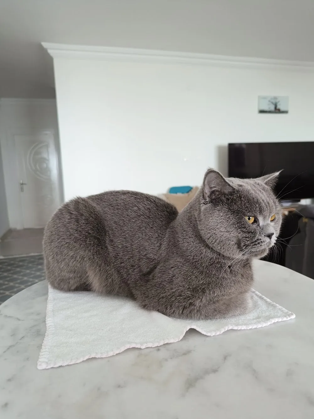 Kedi oteli, kedi pansiyon, kedi konaklama - Adana pet otel görseli 3