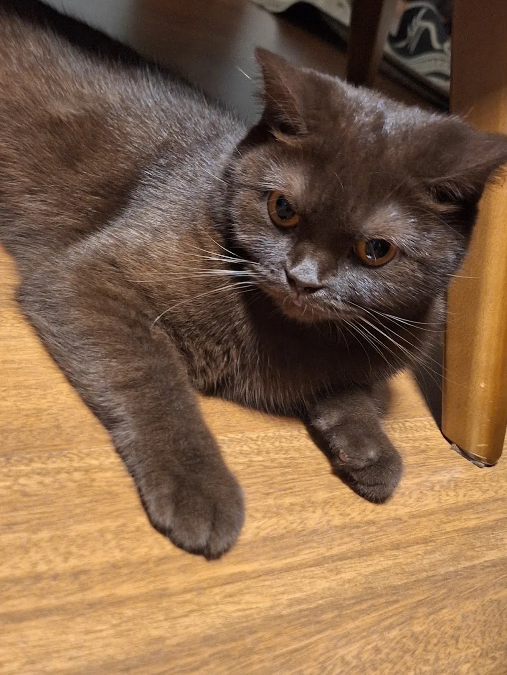 Kedi_Oteli_Oyunevi - Istanbul pet otel görseli 2