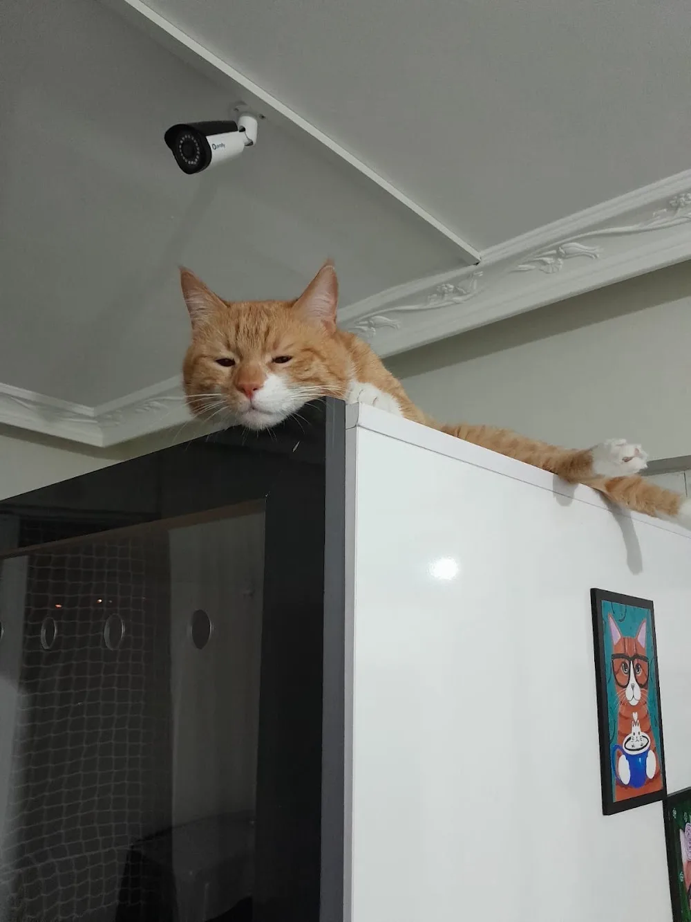 Kedi_Oteli_Oyunevi - Istanbul pet otel görseli 7