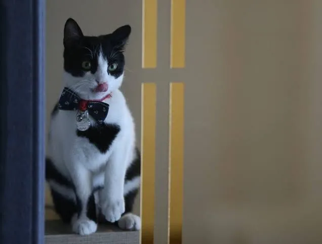 Kedi Oteli - Gaziantep pet otel görseli 3