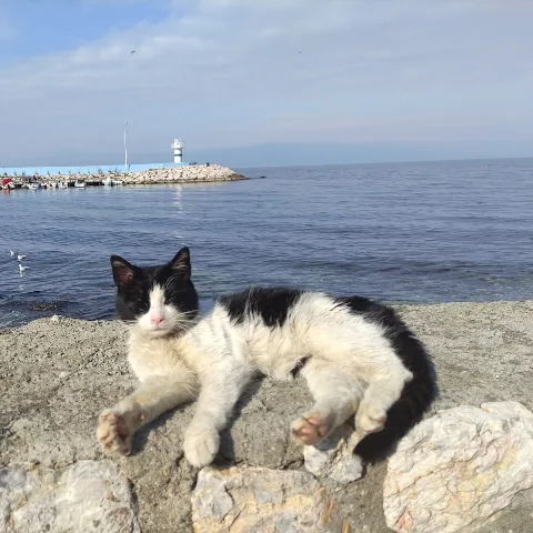 Kedili Ev Otel - Çeşme pet otel görseli 4