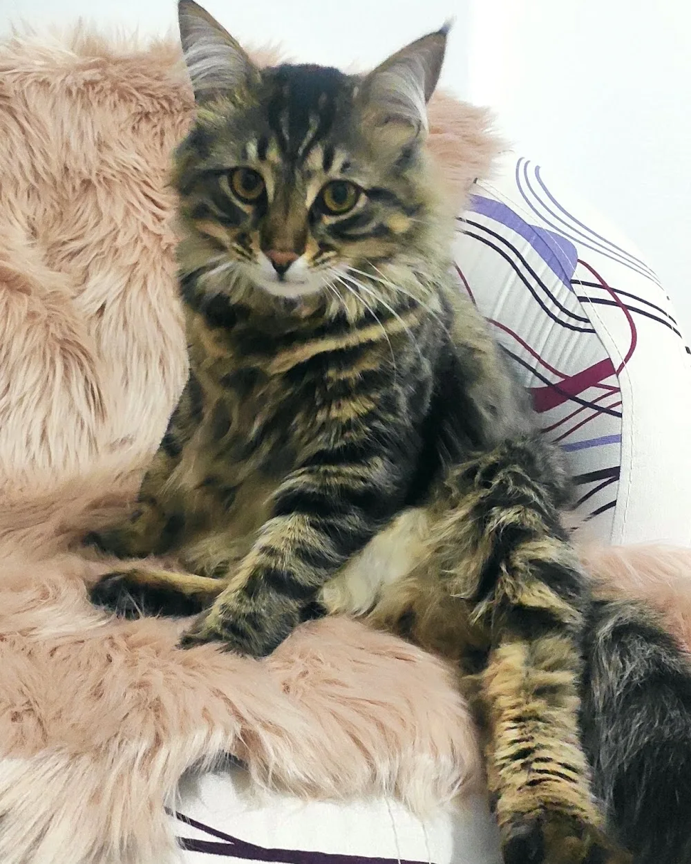 Kedioteli - Ankara pet otel görseli 2