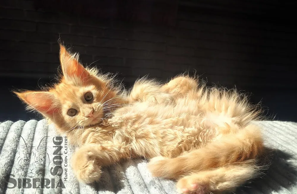 СИБЕРИЯ СОНГ питомник кошек Мейн Кун г.Кемерово. SIBERIA SONG Maine Coon Cattery - Kemerovo pet otel