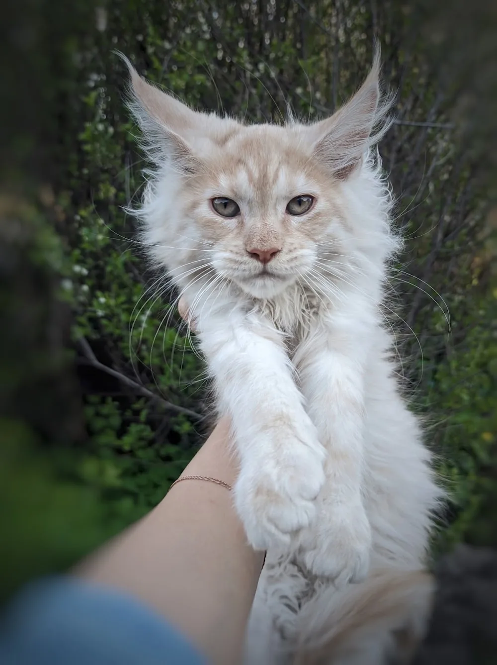 СИБЕРИЯ СОНГ питомник кошек Мейн Кун г.Кемерово. SIBERIA SONG Maine Coon Cattery - Kemerovo pet otel görseli 3