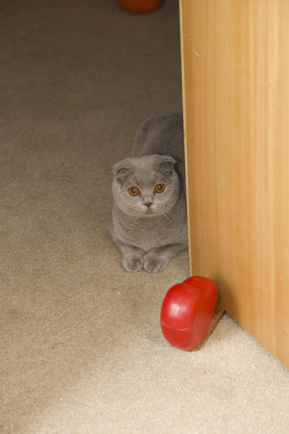 Cozy Cozy Cattery - Kensington and Chelsea pet otel