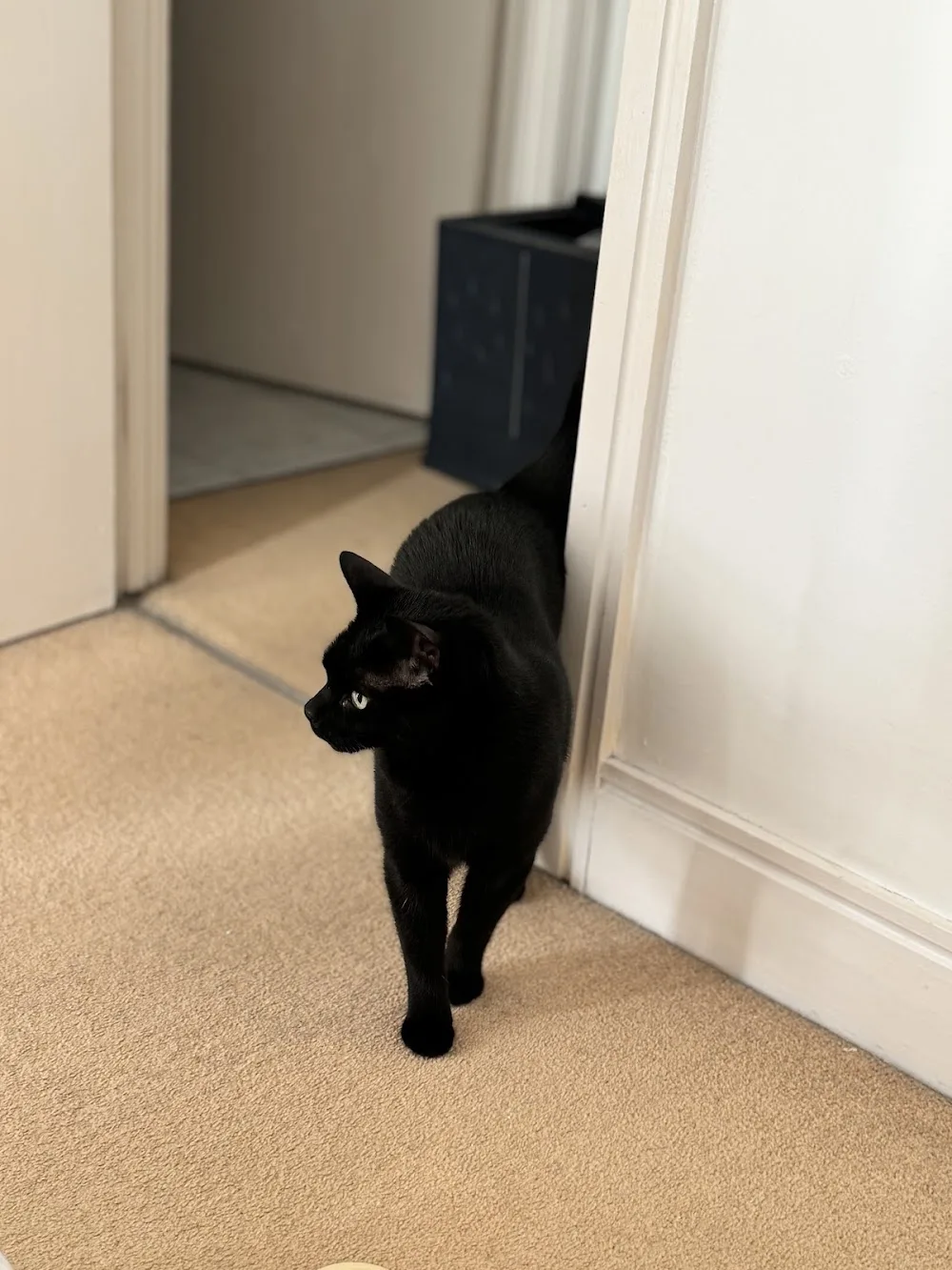 Cozy Cozy Cattery - Kensington and Chelsea pet otel görseli 3