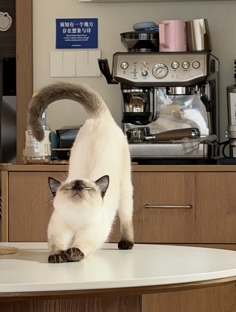 Honeypaws Cattery - Kensington and Chelsea pet otel