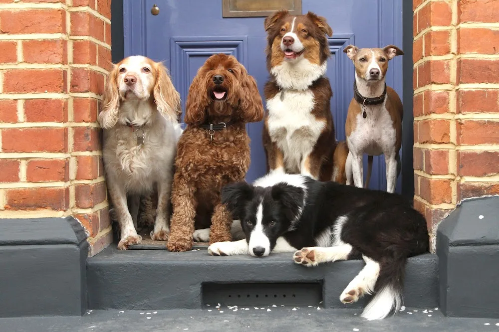 House Of Dog - Kensington and Chelsea pet otel
