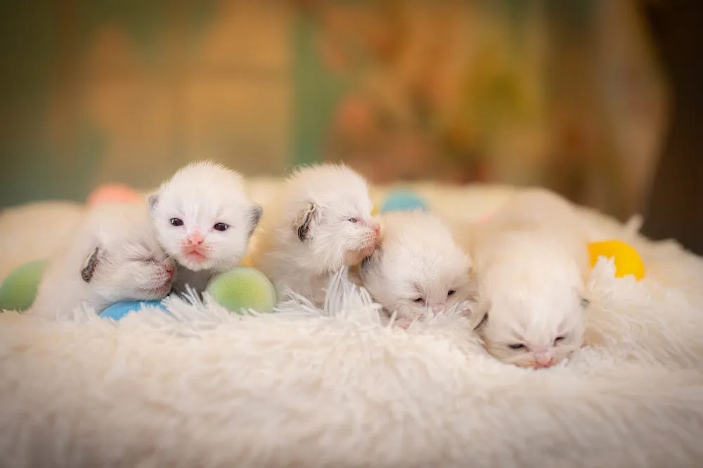 Ragdoll Kittens London - Kensington and Chelsea pet otel