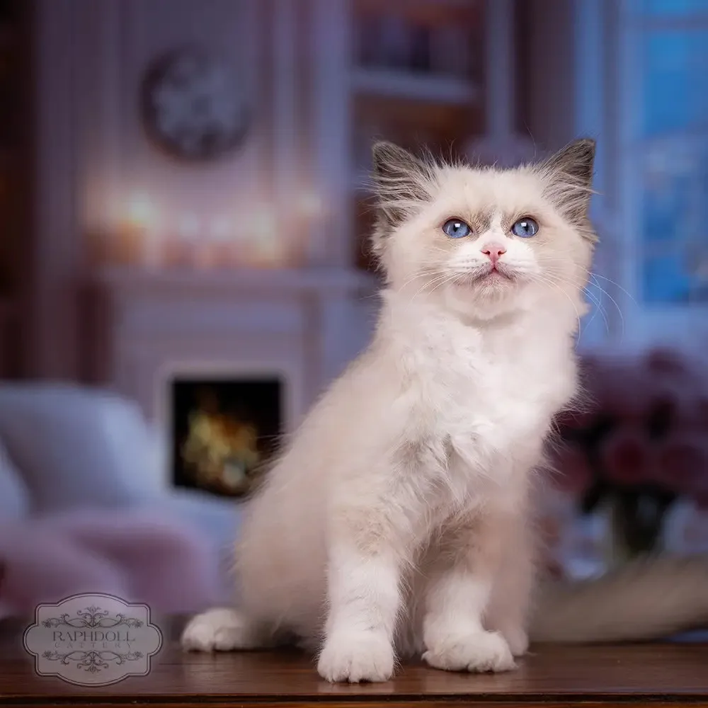 Ragdoll Kittens London - Kensington and Chelsea pet otel görseli 3