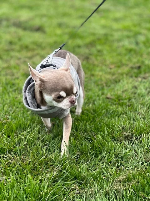 Beaux Aires Boarding Kennels & Cattery - Kent pet otel görseli 3