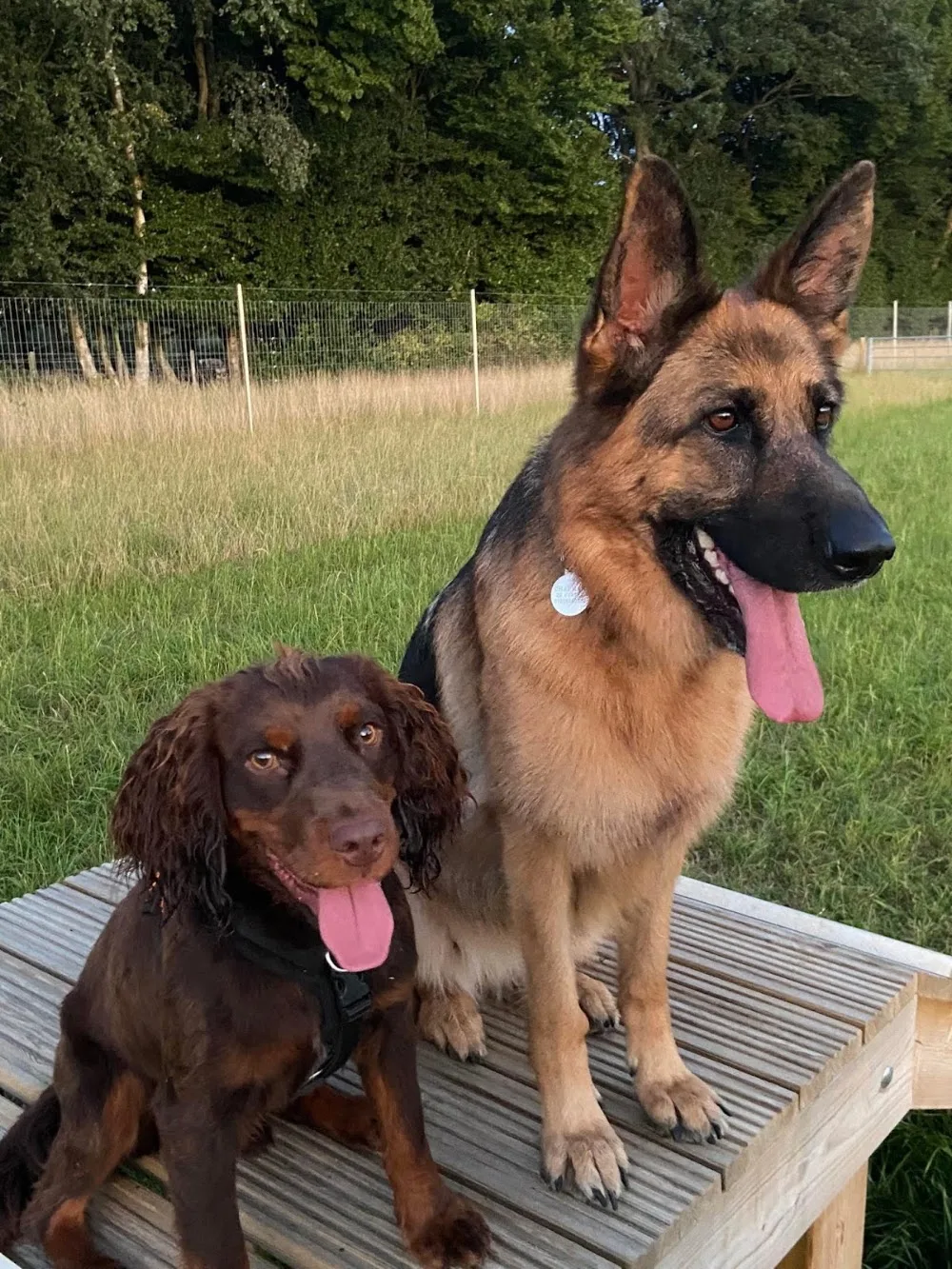 Bedima Boarding Kennels - Kent pet otel