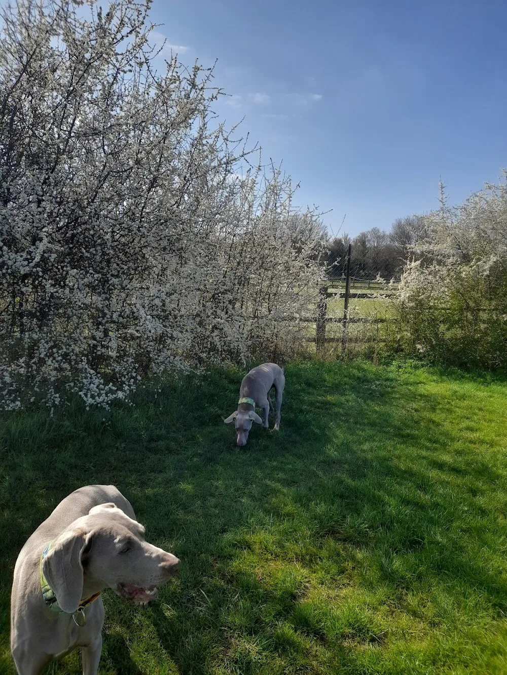 Beeches Kennels - Kent pet otel görseli 3