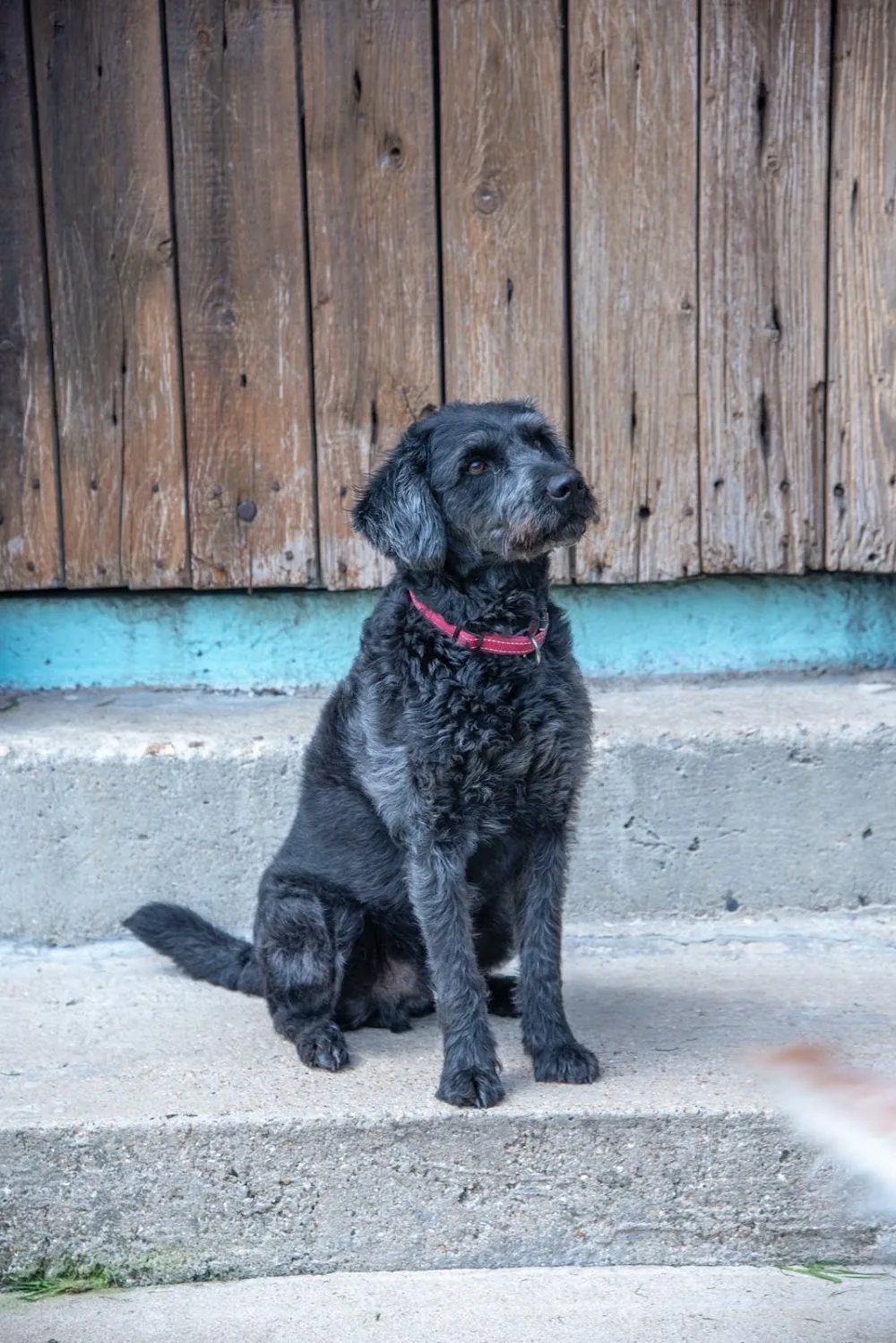 Canada Farm Holidays for Dogs & Cats - Kent pet otel