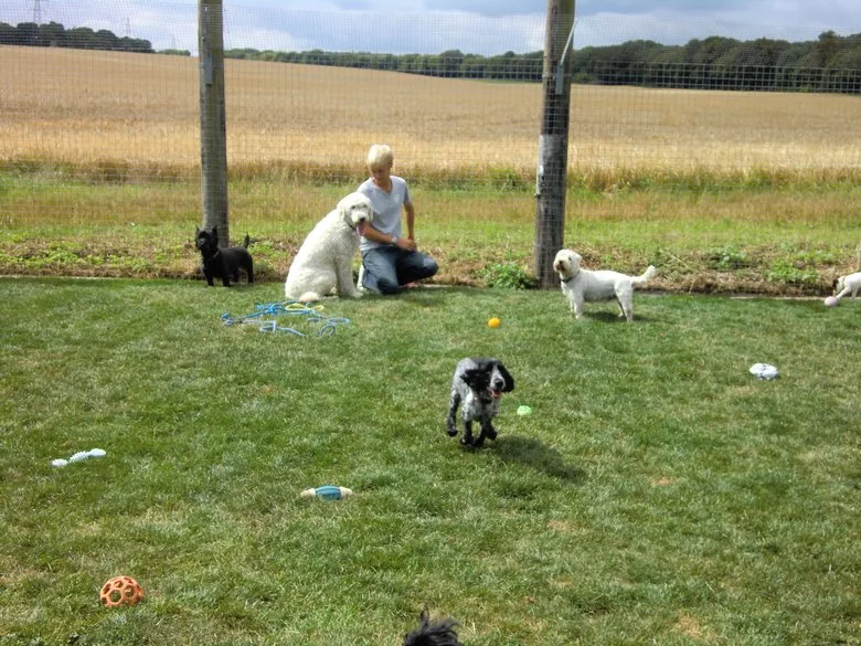 Canada Farm Holidays for Dogs & Cats - Kent pet otel görseli 3