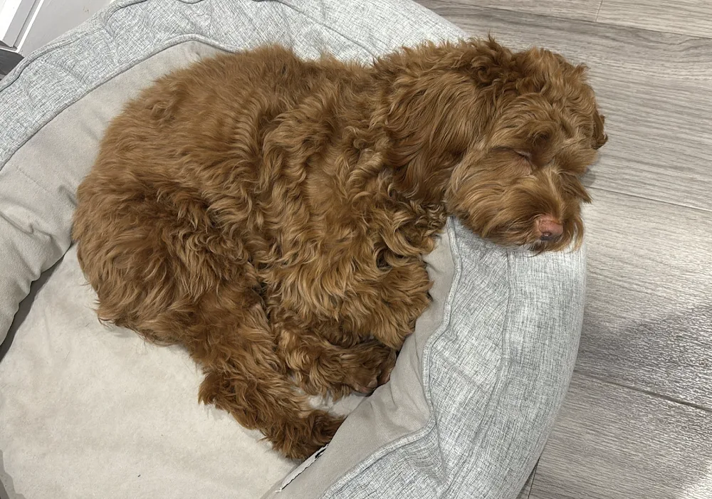 Kent Dog Sitter Ltd - Kent pet otel