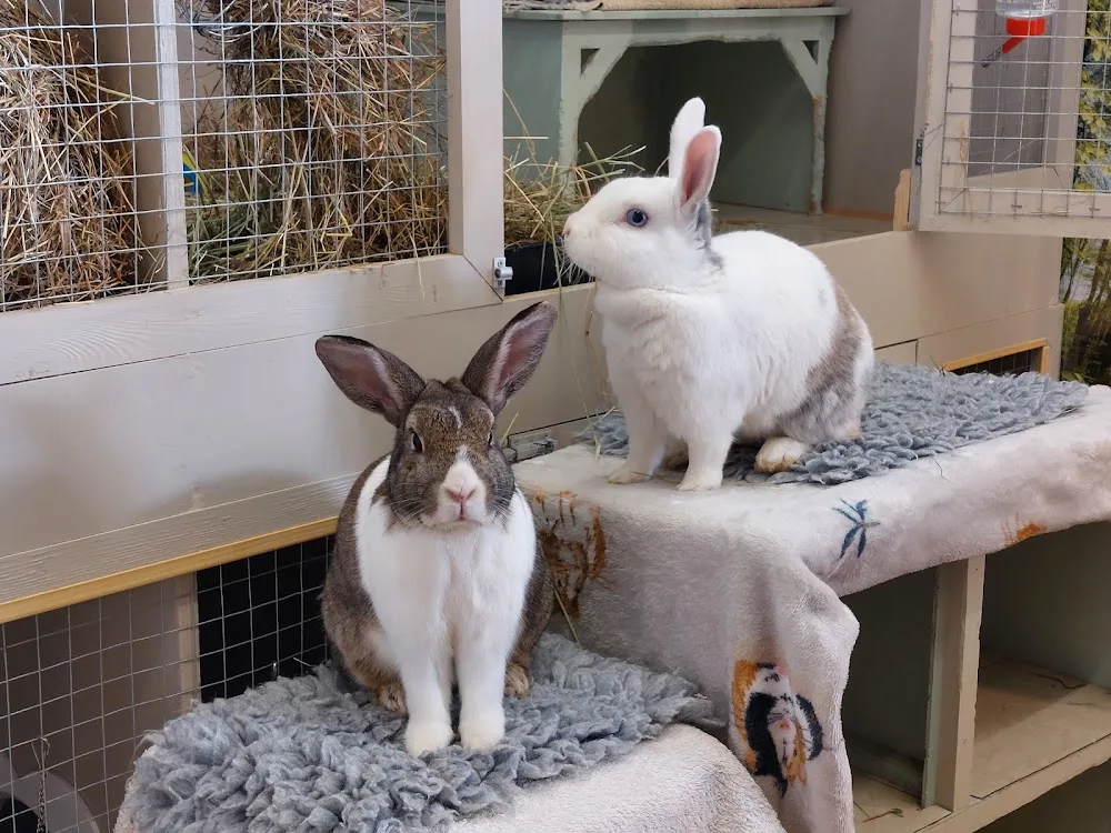 Kerry's Pet Hotel - Kent pet otel görseli 2