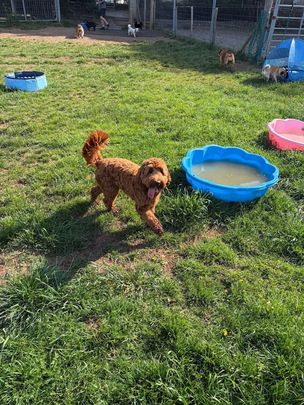 Luxury dog kennels - Kent pet otel görseli 3