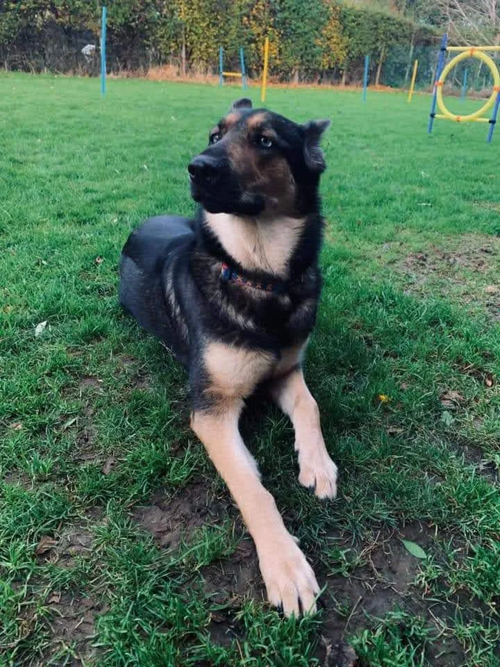 Orchard Kennels - Kent pet otel görseli 2